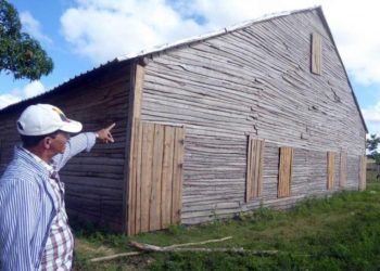 Casa de tabaco en Pinar del Río con un nuevo diseño de puntal más bajo, que protege mejor a las hojas contra los efectos de intensas lluvias y tormentas. Foto: Ronald Suárez / Granma.