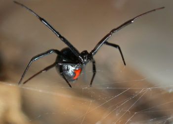 Viuda Negra o araña del trigo. Foto: hablemosdeinsectos.com