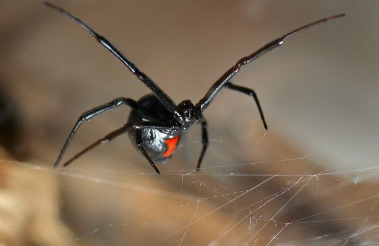 Viuda Negra o araña del trigo. Foto: hablemosdeinsectos.com