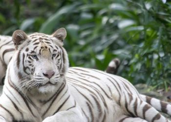 El Tigre Blanco de Bengala se halla entre las especies que llegarán en 2019 al Zoológico Nacional de Cuba. Foto: tiendatigres.com