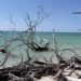 Mangalres afectados por fenómenos climatologicos en Cayo Jutía, en la provincia cubana de Pinar del Río. Foto: Jorge Luis Baños/ IPS / Archivo.