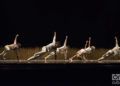 La compañía Acosta Danza interpreta la obra "Paysage Soudain, La Nuit", en el Gran Teatro "Alicia Alonso" de La Habana. Foto: Enrique Smith / Archivo.