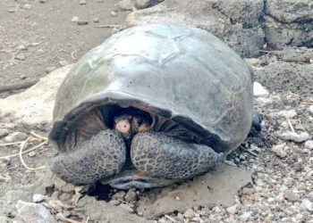 Tortuga de la especie Chelonoidis phantasticus, que se creía extinta, encontrada en la isla Fernandina del archipiélago de Galápagos. Foto: @Marcelo_MataG / Twitter.