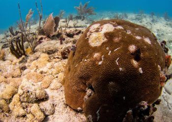 Fotografía cedida por el Laboratorio Marino Mote donde se observa unos corales atacados por una enfermedad que destruye el tejido de los corales vistos durante una inmersión en 2018 en los Cayos de Florida. Foto: EFE/Conor Goulding/Mote Marine Laboratory.