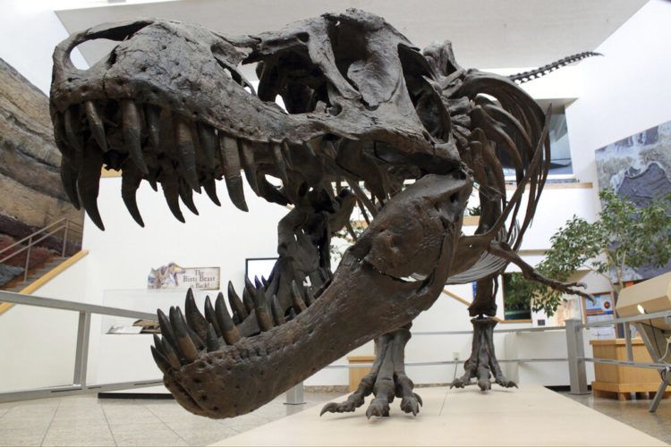 Tyrannosaurus rex exhibido en el Museo de Historia Natural y Ciencias de Nuevo México, en Albuquerque, Nuevo México. (AP Foto/Susan Montoya Bryan)