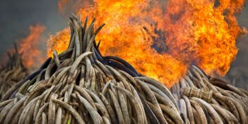 En esta imagen de archivo, tomada el 4 de septiembre de 2017, piras de marfil arden en el Parque Nacional de Nairobi, en Kenia. (AP Foto/Ben Curtis)