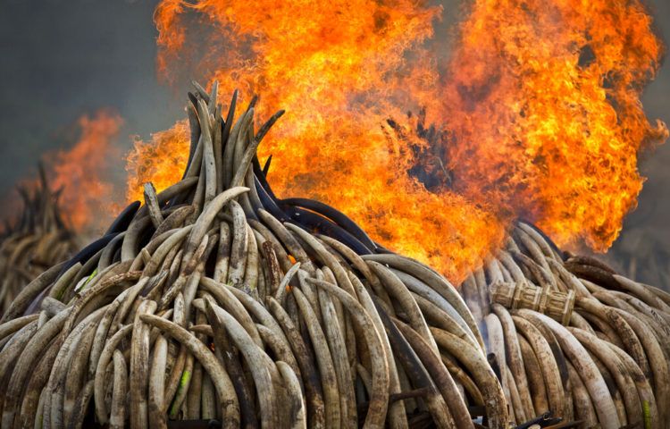 En esta imagen de archivo, tomada el 4 de septiembre de 2017, piras de marfil arden en el Parque Nacional de Nairobi, en Kenia. (AP Foto/Ben Curtis)