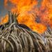 En esta imagen de archivo, tomada el 4 de septiembre de 2017, piras de marfil arden en el Parque Nacional de Nairobi, en Kenia. (AP Foto/Ben Curtis)