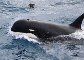 Foto sin fecha facilitada por Paul Tixier en marzo de 2019 que muestra a una ballena orca que pudiera pertenecer a una nueva subespecie hasta ahora no descubierta. Foto: Paul Tixier / CEBC CNRS / MNHN Paris vía AP.