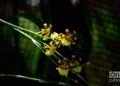 Flores en exhibición en el Festival de Orquídeas de 2019, en la Quinta de los Molinos, La Habana. Foto: Otmaro Rodríguez.