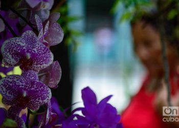 Festival de Orquídeas de 2019, en la Quinta de los Molinos, en La Habana. Foto: Otmaro Rodríguez.