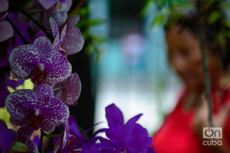 Festival de Orquídeas de 2019, en la Quinta de los Molinos, en La Habana. Foto: Otmaro Rodríguez.