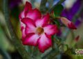 Flores en exhibición en el Festival de Orquídeas de 2019, en la Quinta de los Molinos, La Habana. Foto: Otmaro Rodríguez.