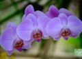 Flores en exhibición en el Festival de Orquídeas de 2019, en la Quinta de los Molinos, La Habana. Foto: Otmaro Rodríguez.