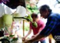 Festival de Orquídeas de 2019, en la Quinta de los Molinos, en La Habana. Foto: Otmaro Rodríguez.