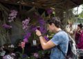 Festival de Orquídeas de 2019, en la Quinta de los Molinos, en La Habana. Foto: Otmaro Rodríguez.