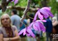 Festival de Orquídeas de 2019, en la Quinta de los Molinos, en La Habana. Foto: Otmaro Rodríguez.