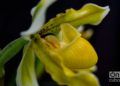 Flores en exhibición en el Festival de Orquídeas de 2019, en la Quinta de los Molinos, La Habana. Foto: Otmaro Rodríguez.