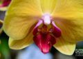 Flores en exhibición en el Festival de Orquídeas de 2019, en la Quinta de los Molinos, La Habana. Foto: Otmaro Rodríguez.