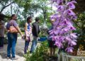 Festival de Orquídeas de 2019, en la Quinta de los Molinos, en La Habana. Foto: Otmaro Rodríguez.