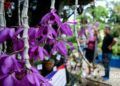 Festival de Orquídeas de 2019, en la Quinta de los Molinos, en La Habana. Foto: Otmaro Rodríguez.