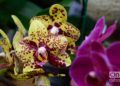 Flores en exhibición en el Festival de Orquídeas de 2019, en la Quinta de los Molinos, La Habana. Foto: Otmaro Rodríguez.