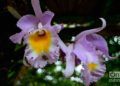 Flores en exhibición en el Festival de Orquídeas de 2019, en la Quinta de los Molinos, La Habana. Foto: Otmaro Rodríguez.