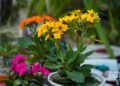 Flores en exhibición en el Festival de Orquídeas de 2019, en la Quinta de los Molinos, La Habana. Foto: Otmaro Rodríguez.