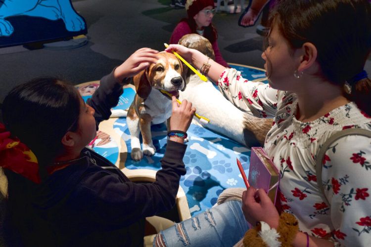 Estudiantes del Theodore T. Alexander Science Center School practican cepillar los dientes de un perro durante un recorrido previo a la inauguración de la exposición "Dogs! A Science Tail" en el California Science Center en Los Angeles en una fotografía del 12 de marzo de 2019. La muestra que se inaugura el sábado examina la relación entre los perros y los humanos y explora por qué las dos especies piensan tan parecido y se llevan tan bien. Foto: Richard Vogel / AP.