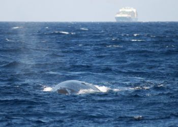 Imagen proporcionada por el Fondo Internacional para el Bienestar Animal muestra a una ballena azul nadando en Sri Lanka mientras un buque de cargo aparece al fondo. Foto: Tim Lewis / Fondo Internacional para el Bienestar Animal vía AP / Archivo.