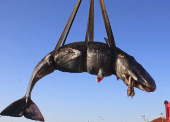 Fotografía del viernes 29 de marzo de 2019 proporcionada por SEAME Sardinia Onlus de una ballena siendo colocada en un camión después de recuperarla de la isla de Cerdeña, Italia. Foto: SEAME Sardinia Onlus vía AP.