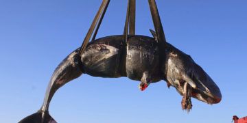 Fotografía del viernes 29 de marzo de 2019 proporcionada por SEAME Sardinia Onlus de una ballena siendo colocada en un camión después de recuperarla de la isla de Cerdeña, Italia. Foto: SEAME Sardinia Onlus vía AP.