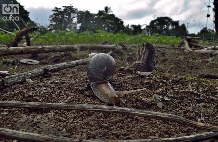 Foto: Otmaro Rodríguez.