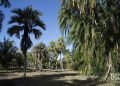 Jardín Botánico de Cienfuegos. Foto: Otmaro Rodríguez.