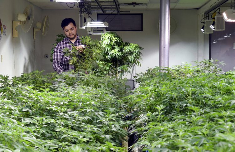 Un trabajador con plantas de marihuana en el taller cerca del centro de Denver, Colorado. Foto: Thomas Peipert / AP / Archivo.