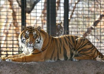 Sanjiv, el tigre de Sumatra del Zoológico de Topeka en Kansas. Foto: tucson.com