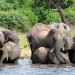 Elefantes tomando agua en el Parque Nacional Chobe en Botsuana, el 3 de marzo de 2013. Foto: Charmaine Noronha / AP.