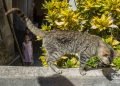 Gato en el refugio de Lis Núñez en Guanabacoa. Foto: Otmaro Rodríguez.