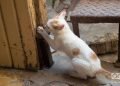 Gato en el refugio de Lis Núñez en Guanabacoa. Foto: Otmaro Rodríguez.