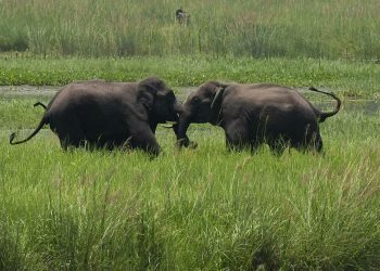 Dos elefantes salvajes, llegados con una manada a un humedal cerca de la estación de tren de Thakurkuchi, a las afueras de Gauhati, Assam, India, el 7 de junio de 2017. Foto: Anupam Nath / AP.