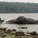 Autoridades examinan una ballena en descomposición que llegó a la costa el martes 28 de mayo de 2019 en Port Ludlow, Washington. Foto: Mario Rivera / AP.