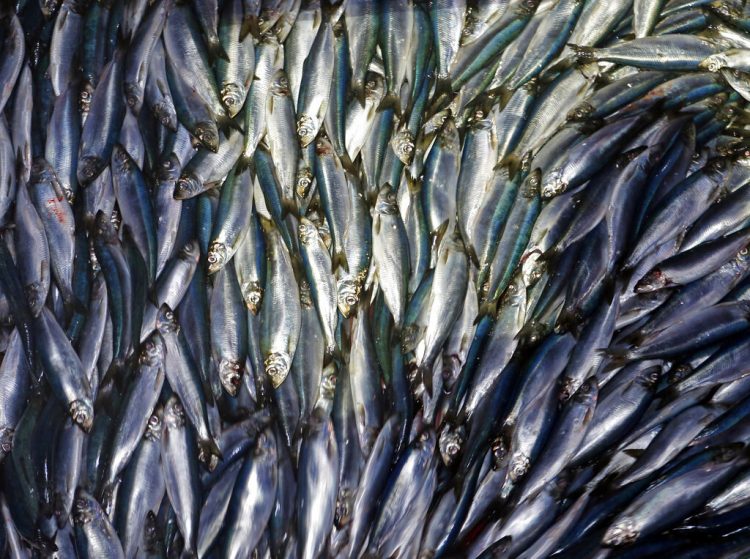 Arenques son descargados de un bote pesquero en Rockland, Maine. Foto: Robert F. Bukaty / AP / Archivo.