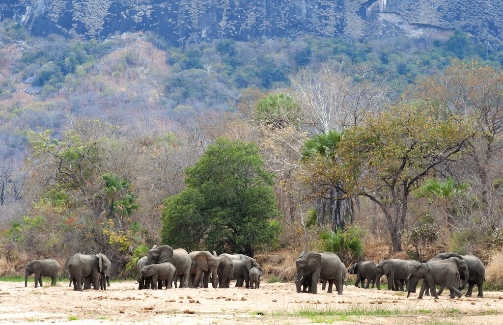 Elefantes tomando agua cerca de la aldea Mbamba en la reserva natural Niassa en Mozambique. Foto: Michael D. Kock / Wildlife Conservation Society vía AP / Archivo.