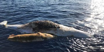 Una cachalote y su cría, atrapadas en una red de pesca, flotan muertas en el mar Tirreno en la costa de Italia, el jueves 20 de junio de 2019. Foto: Italian Coast Guard/Marevivo vía AP.