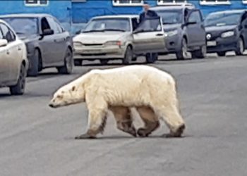 Esta imagen tomada de un video publicado por @putoranatour/Oleg Krashevsky el 17 de junio de 2019 muestra un oso polar cruzando una calle en Norilsk, Rusia. Un oso polar demacrado ha sido avistado en una ciudad industrial en Siberia, muy al sur de su territorio de caza habitual.