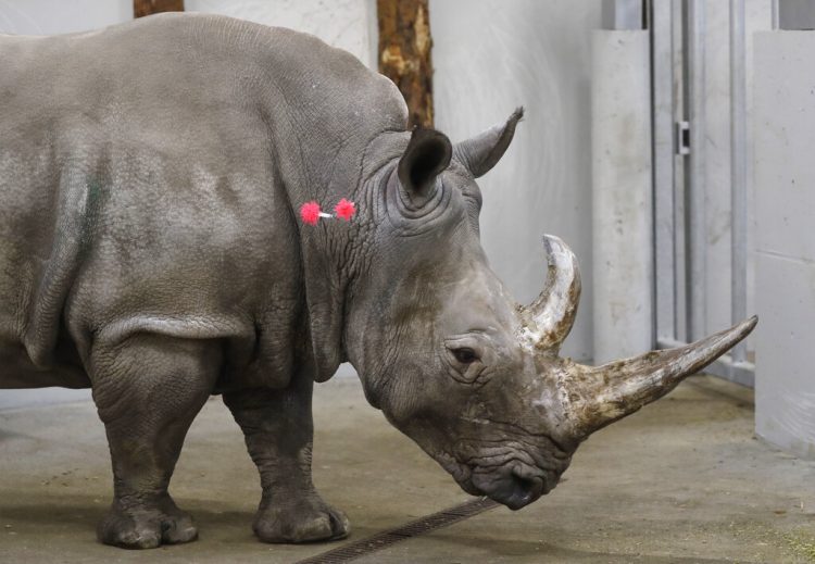 Esta foto de archivo del miércoles 13 de febrero del 2019 muestra una rinoceronte blanca del sur hembra, Hope, de 17 años, con dardos de tranquilizantes en el cuello para que un equipo de expertos pueda extraerle óvulos, en el zoológico de Chorzow, en Polonia. (AP Foto/Petr David Josek, Archivo)