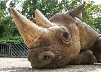 El rinoceronte negro de nombre Manny en el Safari Park Dvur Kralov de Dvur Kralove nad Labem, República Checa. Foto: Oliver Le Que / Safari Park Dvur Kralove via AP.