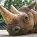 El rinoceronte negro de nombre Manny en el Safari Park Dvur Kralov de Dvur Kralove nad Labem, República Checa. Foto: Oliver Le Que / Safari Park Dvur Kralove via AP.