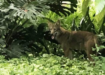 Foto: @ElPortalPD, cuenta en Twitter del Departamento de Policía de El Portal, en la Florida.