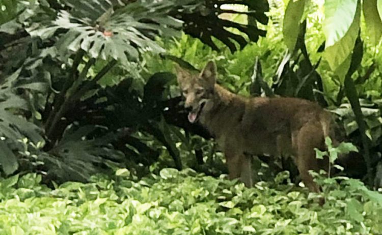 Foto: @ElPortalPD, cuenta en Twitter del Departamento de Policía de El Portal, en la Florida.